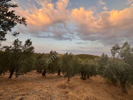 Rw Land Gayrimenkul Çağrışan 1/1000lik Planda Villa İmarlı Arazi