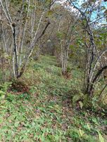 Sahibinden Giresun Görele'de Müstakil Tapulu Ana Yola Cephe 1.658 M2 Fındık Bahçesi.
