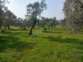 Turyap'tan Torbalı Ormanköy'de Bağ Ve Zeytinli Arsa