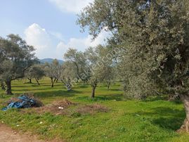 Turyap'tan Torbalı Ormanköy'de Bağ Ve Zeytinli Arsa