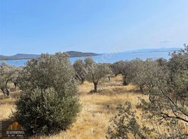 Cundada Deniz Manzaralı, Tiny Housea Uygun 40 Ağaçlı Zeytinlik