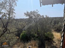 Cundada Deniz Manzaralı, Tiny Housea Uygun 40 Ağaçlı Zeytinlik