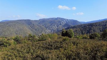 Yön Group'tan Ahmedı'ye De Satılık Fındık Bahçesi