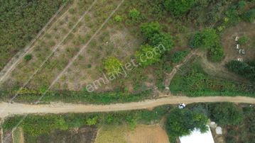 Yön Group'tan Ahmediye'te Satılık 5285m2 Fındık Bahçesi