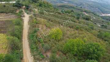 Yön Group'tan Ahmediye'te Satılık 5285m2 Fındık Bahçesi