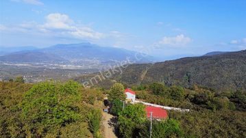 Yön Group'tan Ahmediye'de Satılık Fındık Bahçesi