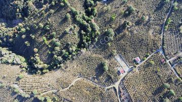 Yön Group'tan Ahmediye'de Satılık Fındık Bahçesi