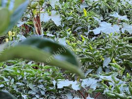 Torbalı Helvacı Da Satılık Müstakil Tapulu Köy Evi