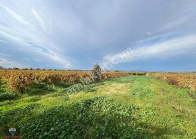 Menemen Çavuşköy’de Çanakkale Asfaltı Yakını 8.100 M2 Satılık Bağ