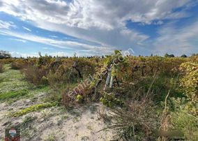 Menemen Çavuşköy’de Çanakkale Asfaltı Yanı 6.500 M2 Satılık Bağ