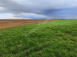 ️ Satılık 42.000 M² Tek Parça Tarla Merkeze Yakın, Su Kuyulu