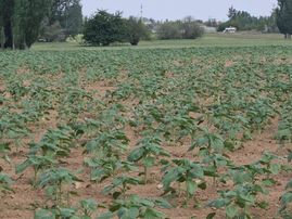 Verimli Toprak, Güçlü Konum! Merkeze Yakın Satılık Büyük Tarla