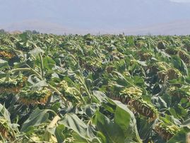 Verimli Toprak, Güçlü Konum! Merkeze Yakın Satılık Büyük Tarla