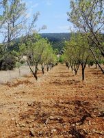 Fırsat Tavas Horasanlı'da 2264 M2 Tarla