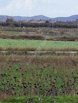 Foça Gerenköyde 1109 M2 Zeytinlik Acil Satılık