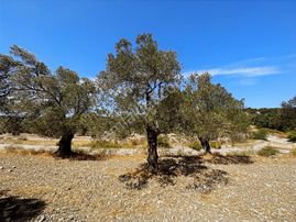 Sancak'tan Ayvalık G.kemalpaşa Mah. 1.390 M2 Yolu Olan Zeytinlik