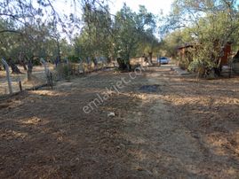 Balıkesir Burhaniye Tayleyli Mh Satılık Hobi Bahçesi