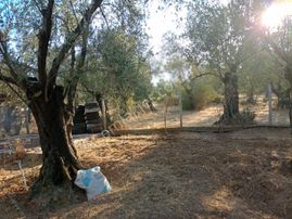 Balıkesir Burhaniye Tayleyli Mh Satılık Hobi Bahçesi