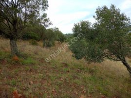 Balıkesir Burhaniye Hisar Mh Satılık Zeytinlik