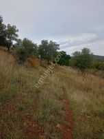 Balıkesir Burhaniye Hisar Mh Satılık Zeytinlik