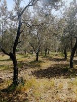 Sancak Emlak'tan Kupon Zeytinlik