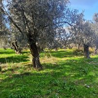 Sancak Emlak'tan İmar Dibi Harika Zeytinlik