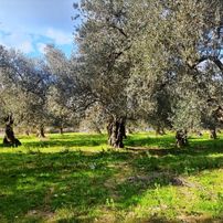 Sancak Emlak'tan İmar Dibi Harika Zeytinlik