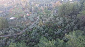 Aşağı Kızılcada 3.105 M² Yola Cepheli Müstakil Zeytinli Tarla!