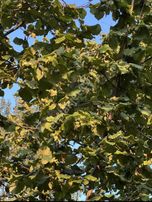 Epa Tekbir'den Akyazı Dokurcun'da 2.421m² Fındıklık