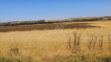 Edirne İskender'de D020 Karayoluna Sıfır Konumda Satılık Tarla