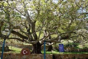 İmroz Emlak'tan Tepeköy'de Deniz Manzaralı Keyifli Bahçe