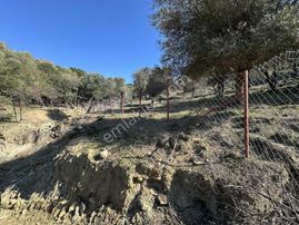 İmroz Emlak'tan Asfalta Sıfır 4 Dönüm Zeytinlik