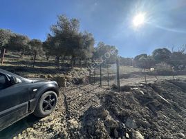 İmroz Emlak'tan Asfalta Sıfır 4 Dönüm Zeytinlik