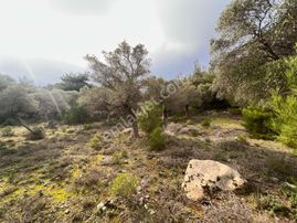 İmroz Emlak'tan Şirinköye Yakın 2.697 M2 Zeytinlik