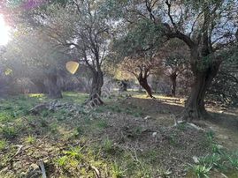 İmroz Emlak'tan Marmaros Plajının Dibinde 472 M2 Zeytinlik