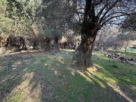 İmroz Emlak'tan Marmaros Plajının Dibinde 472 M2 Zeytinlik