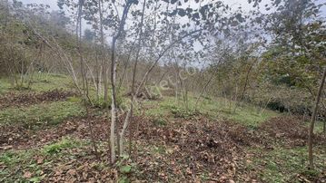 Vızyon'dan Yıldızlı 7000 Yada 14000 M2 Satılık Bahçe