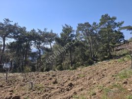 Bayındır Söğütören Mahallesinde Satılık Kiraz Bahçesi