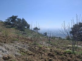 Bayındır Söğütören Mahallesinde Satılık Kiraz Bahçesi