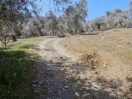 Bayındır Kızılcaova Mahallesinde Satılık Zeytinlik