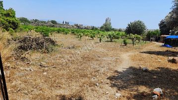 Seferihisar Sığacık Da Satılık Mandalina Zeytin Bahçesi