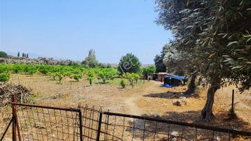 Seferihisar Sığacık Da Satılık Mandalina Zeytin Bahçesi