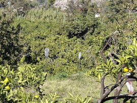 Seferihisar Da Satılık Mandalin Bahçesi