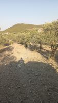 Akhisar Sabancılar'da Satılık Zeytinli Tarla 8.250 M2