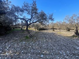 Realiva'dan Aliağa Bozköyde Satılık Zeytin Ağaçlı Tarla