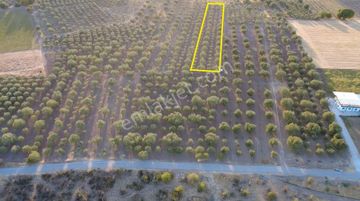 Manisa Halıtlı Da 4.500 M2 Tarla , 110 Adet Ağaç , Asfalta Yakın