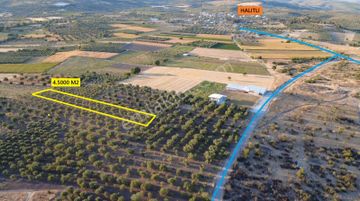Manisa Halıtlı Da 4.500 M2 Tarla , 110 Adet Ağaç , Asfalta Yakın