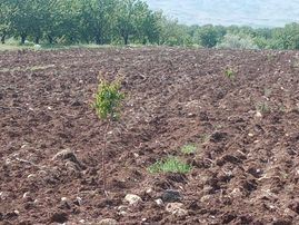 Akçadağ Dedeköyde Sulama Kanlının Yanında Satılık 18 Dönüm Sulu Tarla-bahçe