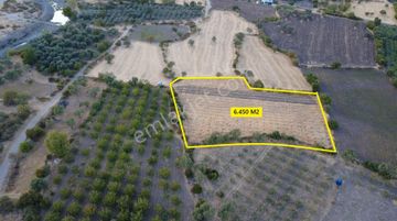 Manisa Halıtlı Da 6.450 M2 Tarla, Tek Tapu