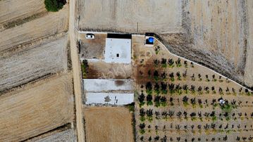 Samsun Vezirköprü'de 17.5 Dönüm 600 Ağaçlı Ceviz Bahçesi Satılık